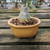 Yellow Glazed Japanese Bonsai Pot