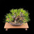 Compact Japanese Black Pine — Mature Trunk, Balanced Structure (35+ Years)