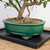 Black Humidity Tray - Humidity Tray - Provides Humidity When Water Evaporates