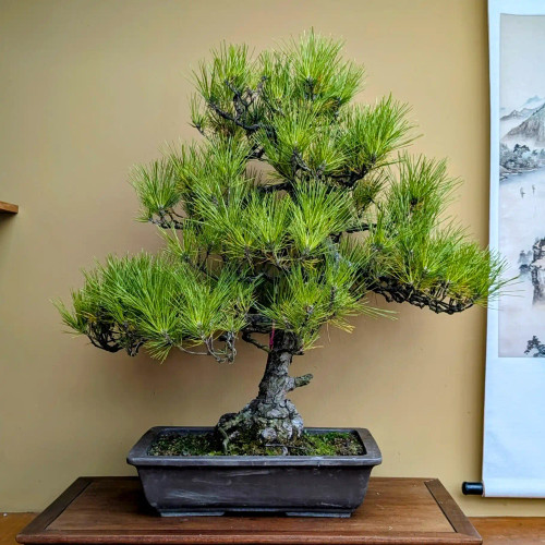 Black Pine With Big Roots in an Unglazed Ceramic Pot