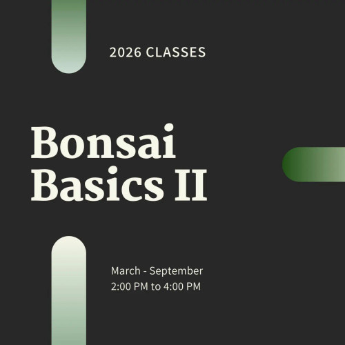 Bonsai Basics II: Styling & Design Workshops for 2026