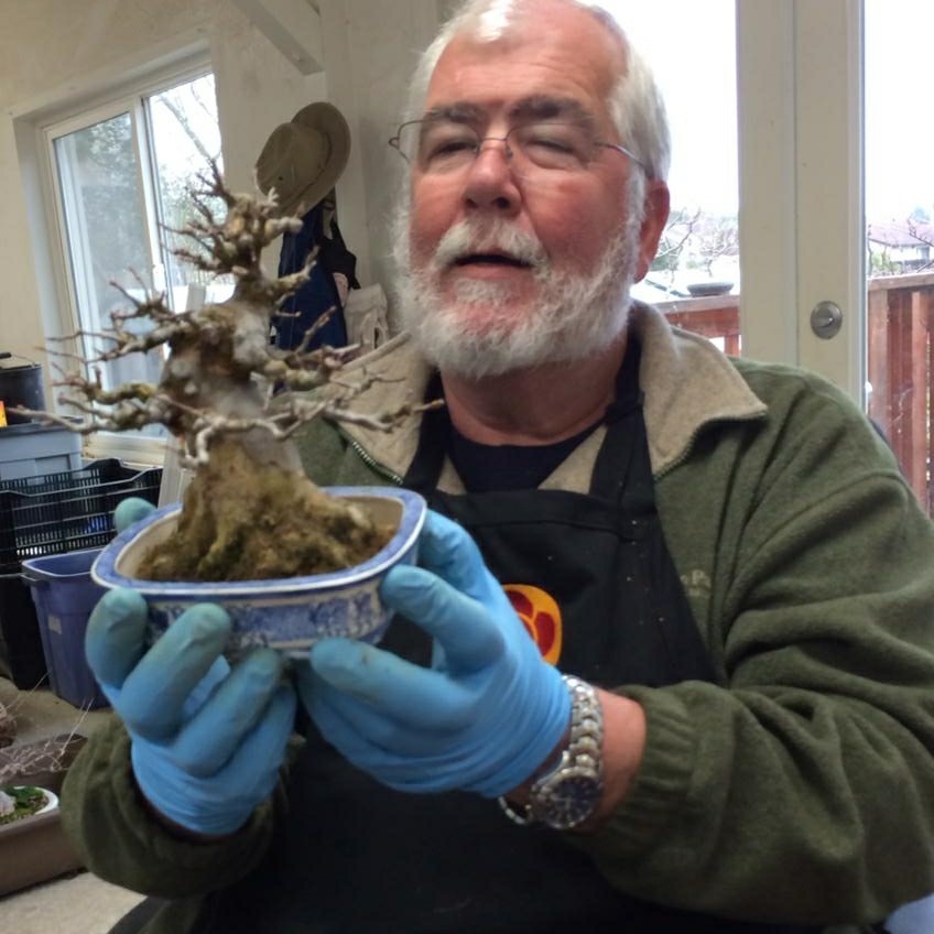 John Kirby demonstrating bonsai technique