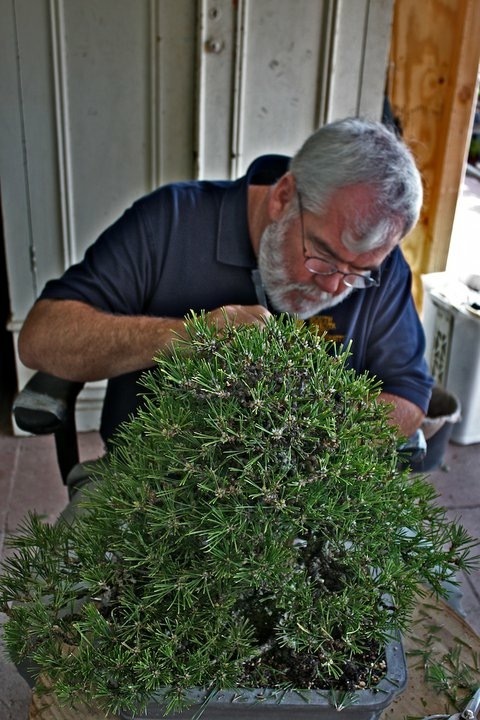 Bonsai work in progress