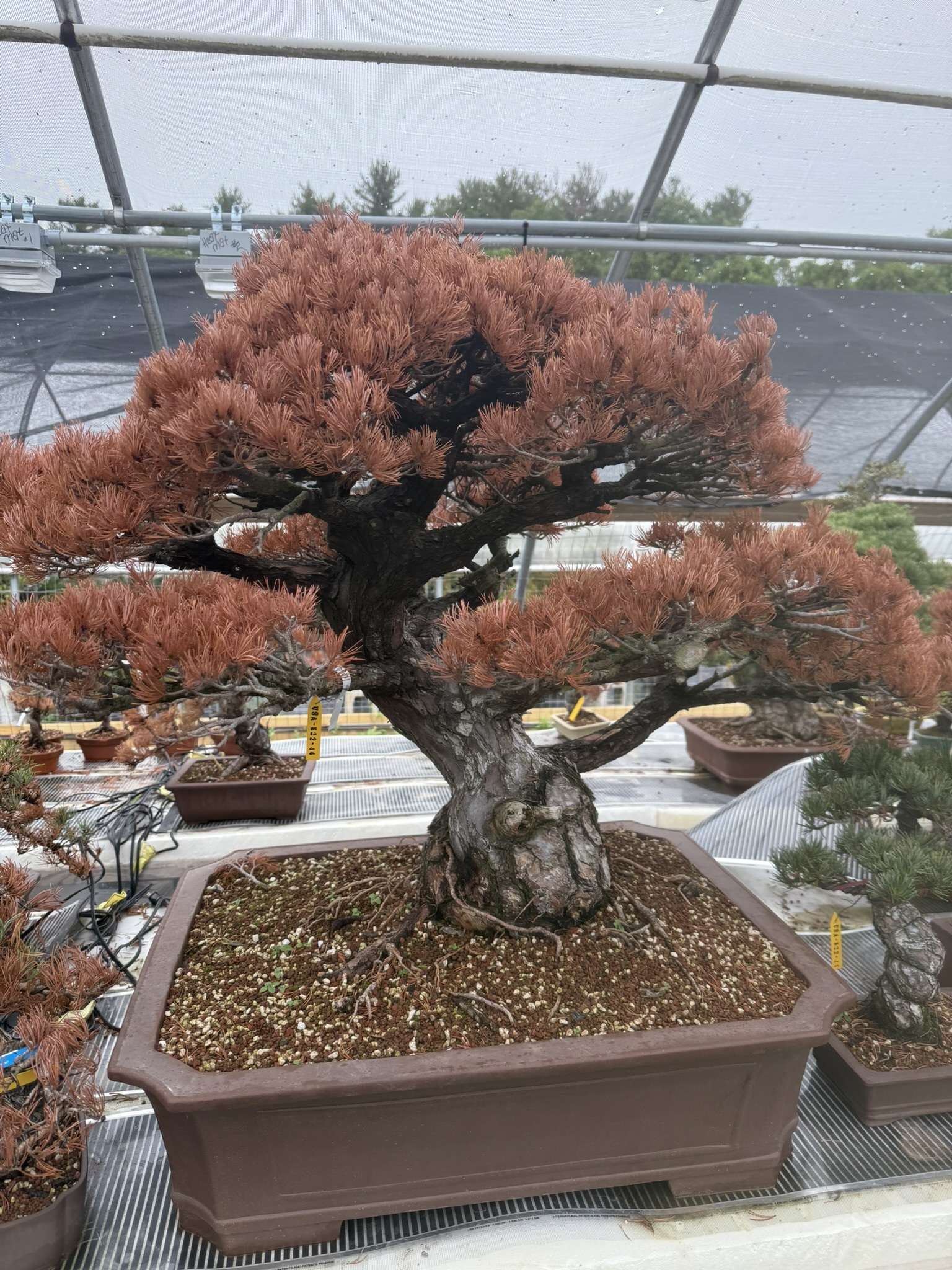 Tree that did not survive