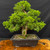Gerald Rainville Grown Kishu Shimpaku – 35+ Year Old One-of-a-Kind Pre-Bonsai (No. 22779)