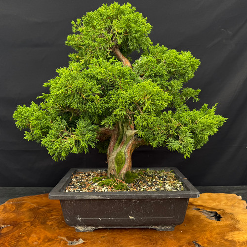 Gerald Rainville Grown Kishu Shimpaku – 35+ Year Old One-of-a-Kind Pre-Bonsai (No. 22779)