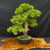 Gerald Rainville Grown Kishu Shimpaku – 35+ Year Old One-of-a-Kind Pre-Bonsai (No. 22547)