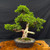 Gerald Rainville Grown Kishu Shimpaku – 35+ Year Old One-of-a-Kind Pre-Bonsai (No. 22584)