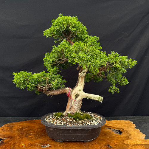 Gerald Rainville Grown Kishu Shimpaku – 35+ Year Old One-of-a-Kind Pre-Bonsai (No. 22584)