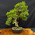 Gerald Rainville Grown Kishu Shimpaku – 35+ Year Old One-of-a-Kind Pre-Bonsai No. 22720