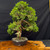 Gerald Rainville Grown Kishu Shimpaku – 35+ Year Old One-of-a-Kind Pre-Bonsai No. 22755