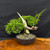 Gerald Rainville Grown Kishu Shimpaku – 35+ Year Old One-of-a-Kind Pre-Bonsai (No. 22527)