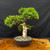 Gerald Rainville Grown Kishu Shimpaku – 35+ Year Old One-of-a-Kind Pre-Bonsai (No. 22526)