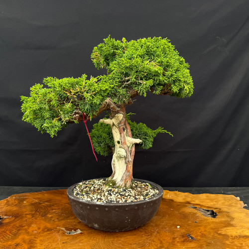 Gerald Rainville Grown Kishu Shimpaku – 35+ Year Old One-of-a-Kind Pre-Bonsai (No. 22526)
