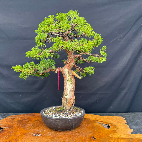 Gerald Rainville Grown Kishu Shimpaku – 35+ Year Old Styled by Peter Olson No. 22524