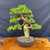 Gerald Rainville Grown Kishu Shimpaku – 35+ Year Old One-of-a-Kind Pre-Bonsai No. 22755