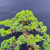 Gerald Rainville Grown Kishu Shimpaku – 35+ Year Old One-of-a-Kind Pre-Bonsai No. 22755