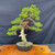 Gerald Rainville Grown Kishu Shimpaku – 35+ Year Old One-of-a-Kind Pre-Bonsai No. 22720