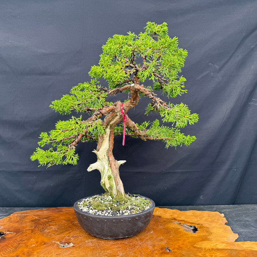 Gerald Rainville Grown Kishu Shimpaku – 35+ Year Old One-of-a-Kind Pre-Bonsai No. 22720