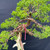 Gerald Rainville Grown Kishu Shimpaku – 35+ Year Old One-of-a-Kind Pre-Bonsai No. 22720