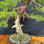 Gerald Rainville Grown Kishu Shimpaku – 35+ Year Old One-of-a-Kind Pre-Bonsai No. 22720