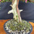 Gerald Rainville Grown Kishu Shimpaku – 35+ Year Old One-of-a-Kind Pre-Bonsai No. 22720