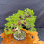Gerald Rainville Grown Kishu Shimpaku – 35+ Year Old One-of-a-Kind Pre-Bonsai No. 22720