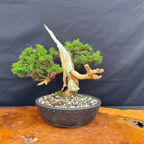 Gerald Rainville Grown Kishu Shimpaku – 35+ Year Old One-of-a-Kind Pre-Bonsai (No. 22527)