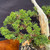 Gerald Rainville Grown Kishu Shimpaku – 35+ Year Old One-of-a-Kind Pre-Bonsai (No. 22527)