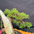 Gerald Rainville Grown Kishu Shimpaku – 35+ Year Old One-of-a-Kind Pre-Bonsai (No. 22527)
