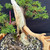 Gerald Rainville Grown Kishu Shimpaku – 35+ Year Old One-of-a-Kind Pre-Bonsai (No. 22527)