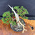 Gerald Rainville Grown Kishu Shimpaku – 35+ Year Old One-of-a-Kind Pre-Bonsai (No. 22527)