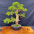 Gerald Rainville Grown Kishu Shimpaku – 35+ Year Old One-of-a-Kind Pre-Bonsai (No. 22547)