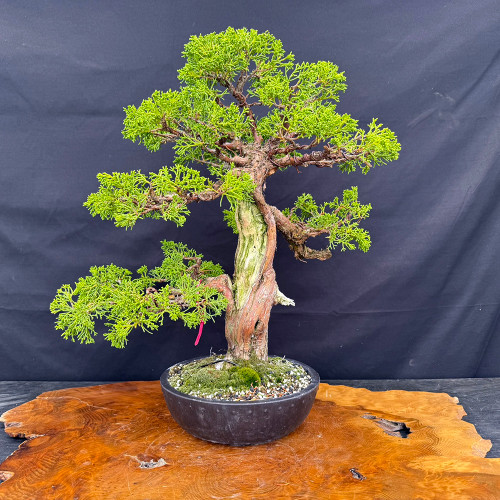 Gerald Rainville Grown Kishu Shimpaku – 35+ Year Old One-of-a-Kind Pre-Bonsai (No. 22547)