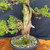 Gerald Rainville Grown Kishu Shimpaku – 35+ Year Old One-of-a-Kind Pre-Bonsai (No. 22547)