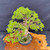 Gerald Rainville Grown Kishu Shimpaku – 35+ Year Old One-of-a-Kind Pre-Bonsai (No. 22547)
