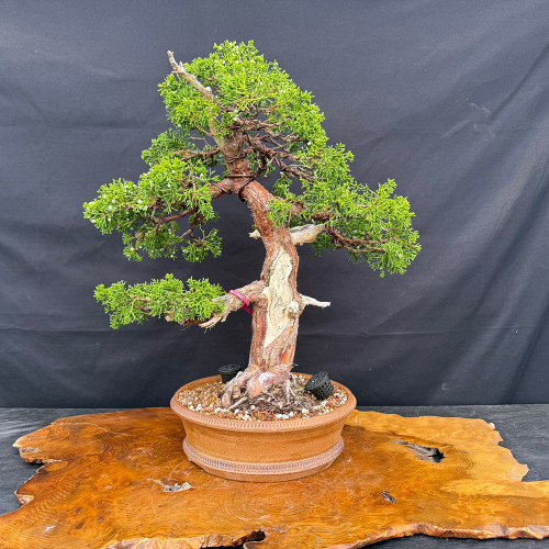 Massive Trunk with Powerful Presence – Jack Hoover Ceramic Pot – No. 15418 – No. 22731