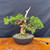Gerald Rainville Grown Kishu Shimpaku – 35+ Year Old One-of-a-Kind Pre-Bonsai (No. 22527)
