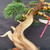 Refined Shimpaku 'kishu' Juniper Bonsai – In a Tokoname Grow Pot No. 22357