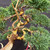 Refined Shimpaku 'kishu' Juniper Bonsai – In a Tokoname Grow Pot No. 22357