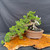 Gerald Rainville Shimpaku Kishu Bonsai – Styled by Pete Olson in Handmade Jack Hoover Pot No. 15429