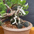 Gerald Rainville Shimpaku Kishu Bonsai – Styled by Pete Olson in Handmade Jack Hoover Pot No. 15429