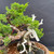 Gerald Rainville Shimpaku Kishu Bonsai – Styled by Pete Olson in Handmade Jack Hoover Pot No. 15429
