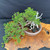 Gerald Rainville Shimpaku Kishu Bonsai – Styled by Pete Olson in Handmade Jack Hoover Pot No. 15429