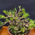 35+ Year Old Japanese Black Pine Bonsai – Gerald Rainville Grown in Tokoname Grow Pot No. 15481