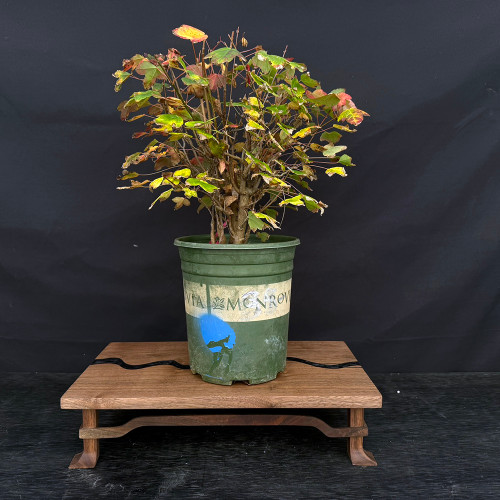 Clump-Style Trident Maple Pre-Bonsai – Multi-Trunk Form with Tapered Base (No. 14253)