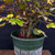 Clump-Style Trident Maple Pre-Bonsai – Multi-Trunk Form with Tapered Base (No. 14253)