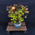 Clump-Style Trident Maple Pre-Bonsai – Multi-Trunk Form with Tapered Base (No. 14253)