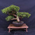 Gerald Rainville Grown Kishu Shimpaku – 35+ Year Old One-of-a-Kind Pre-Bonsai (No. 22543)
