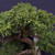 Gerald Rainville Grown Kishu Shimpaku – 35+ Year Old One-of-a-Kind Pre-Bonsai (No. 22543)